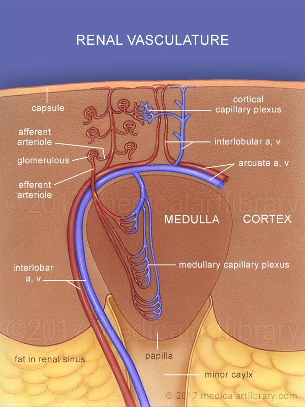 Renal Blood Vessels Medical Art Library