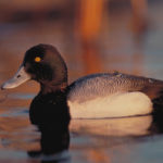 Resources Ducks Unlimited Canada