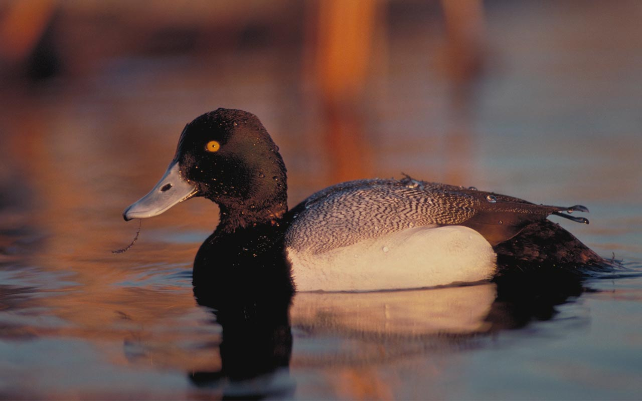 Resources Ducks Unlimited Canada