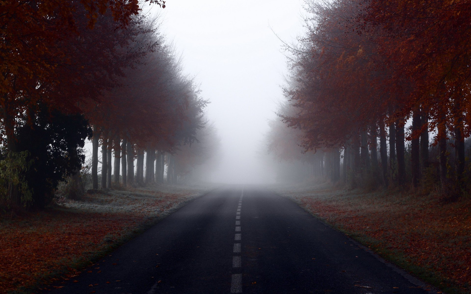 Road Trees Fog Landscap Wallpapers HD Desktop And 