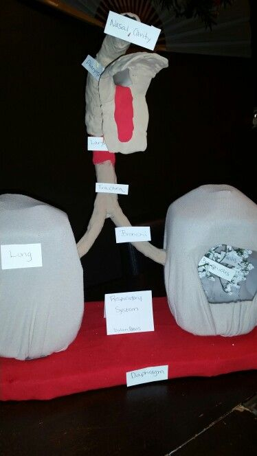 Science Project Respiratory System Human Body Projects 