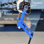 Series Elastic Behavior Of Biarticular Muscle Tendon