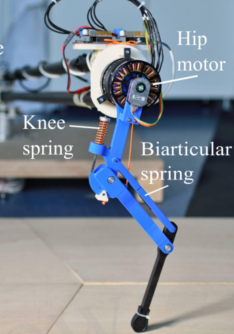 Series Elastic Behavior Of Biarticular Muscle Tendon 