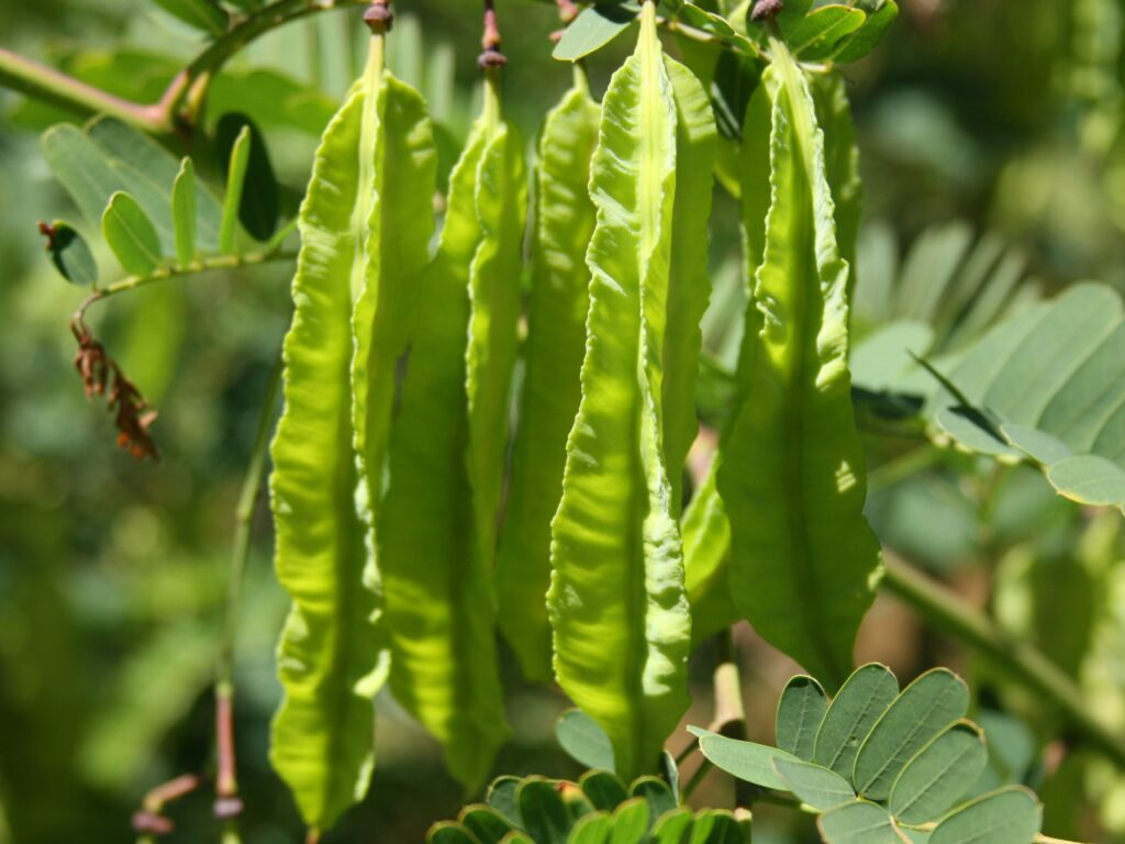 Sesbania Punicea Profile California Invasive Plant Council