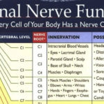 Spinal Nerve Function Chart NCLEX Quiz