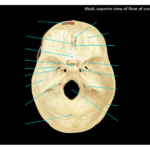 Superior View Of Floor Of Cranial Cavity Quiz