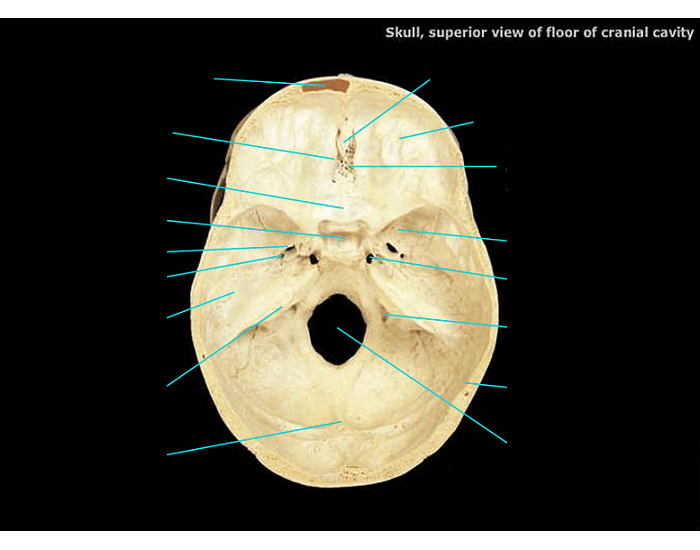 Superior View Of Floor Of Cranial Cavity Quiz