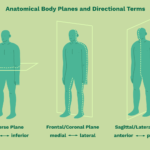 Terminolog A Anat Mica Direccional Anterior Posterior Y