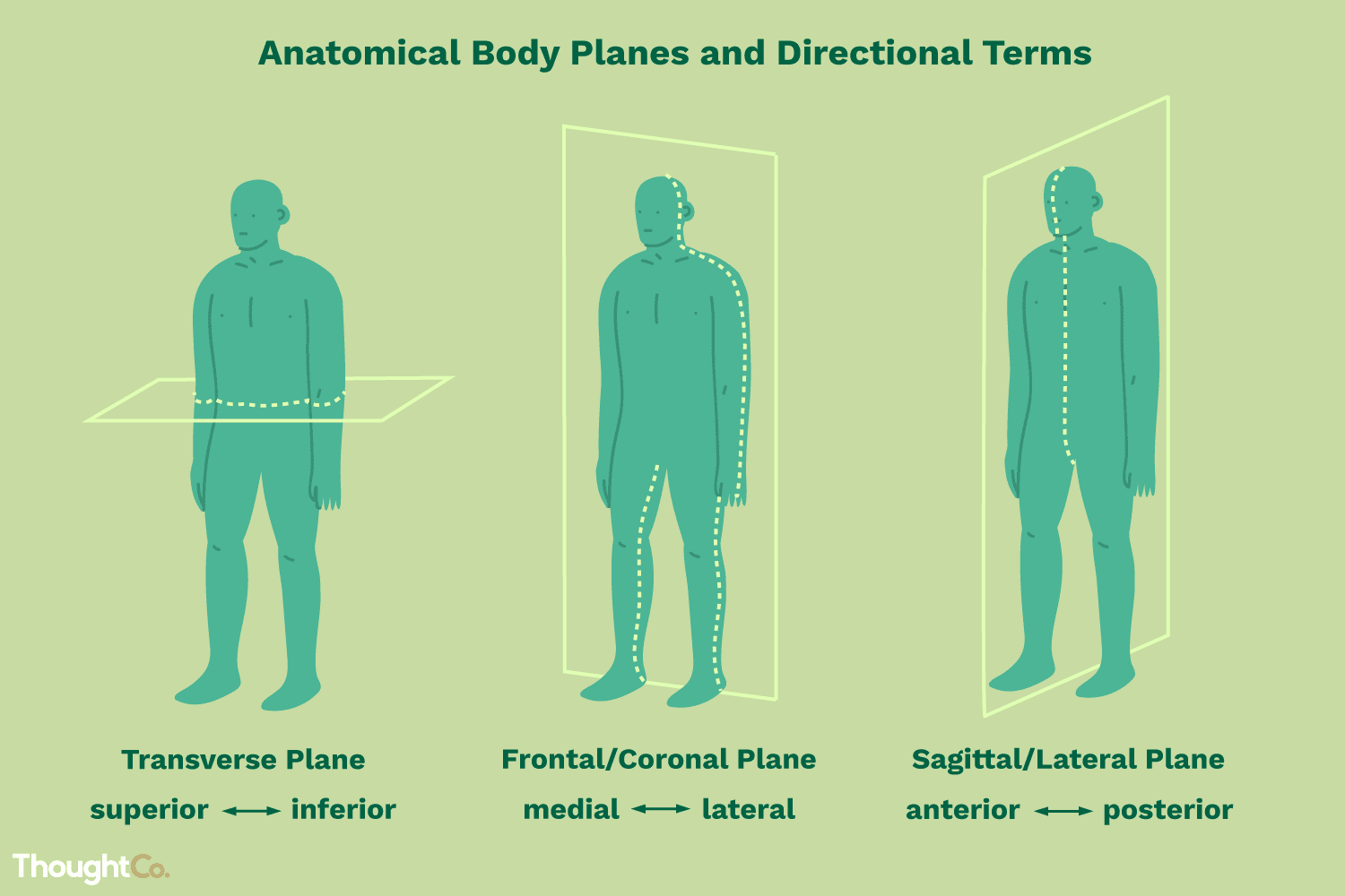 Terminolog a Anat mica Direccional Anterior Posterior Y 