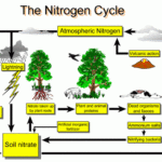 The Nitrogen Cycle Mind42