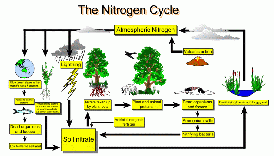 The Nitrogen Cycle Mind42