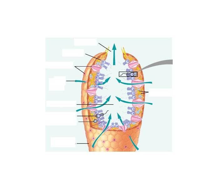 The Parts Of A Sponge Quiz