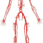 Vascular System