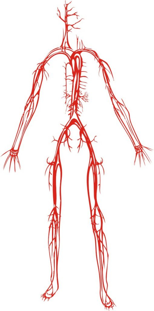 Vascular System