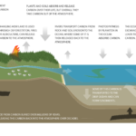 What Is A Carbon Sink NIWA