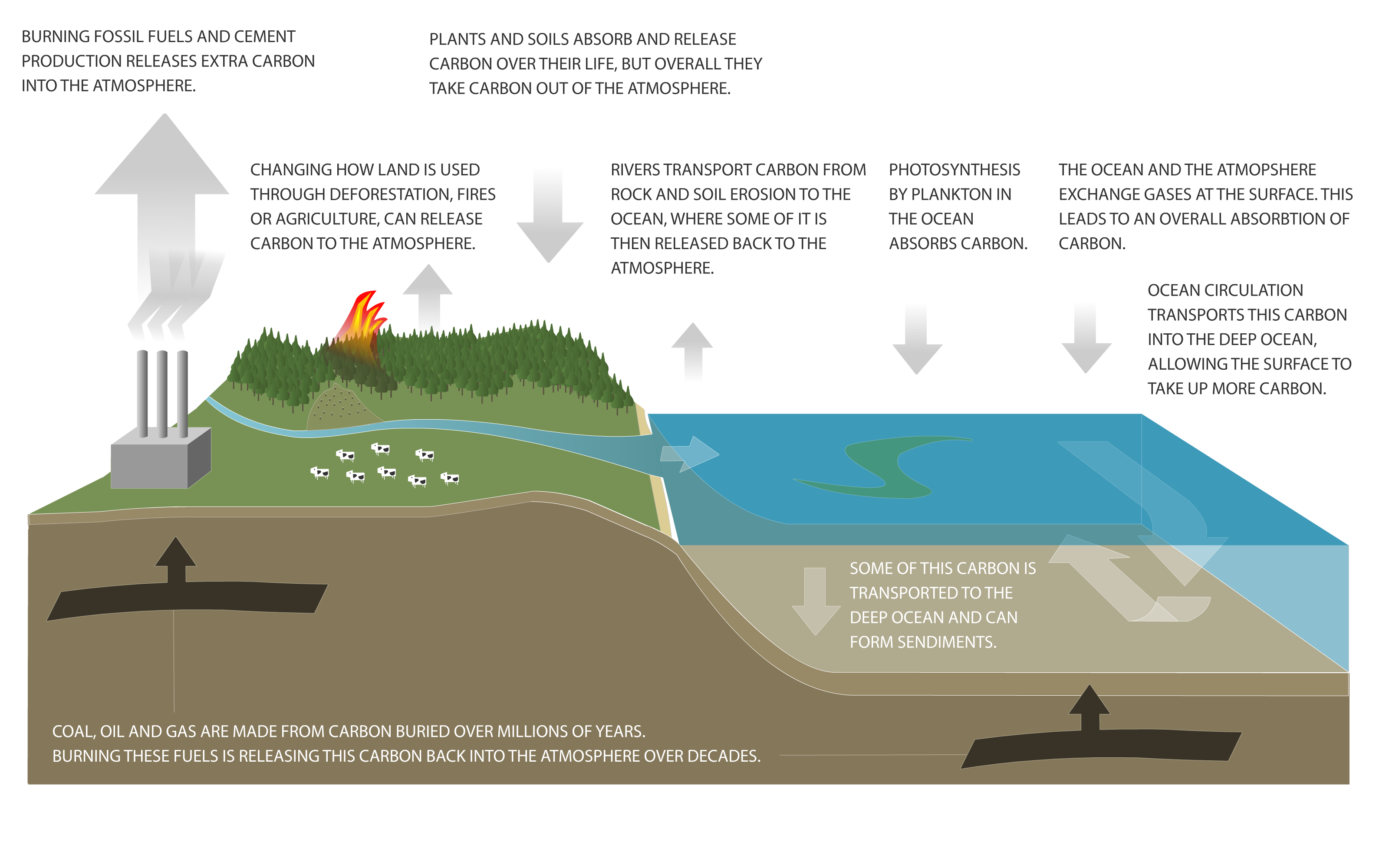 What Is A Carbon Sink NIWA