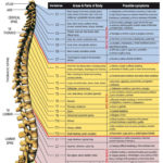 What Spinal Levels Match What Subluxation Chiropractic
