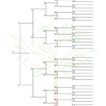 6 Generation Ancestor Chart Template Free Family Tree
