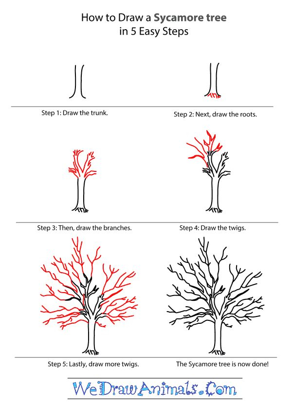 How To Draw A Sycamore Tree Step by Step Tutorial Tree 