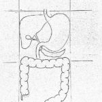 Step By Step Tutorials On Drawing Biology Diagrams