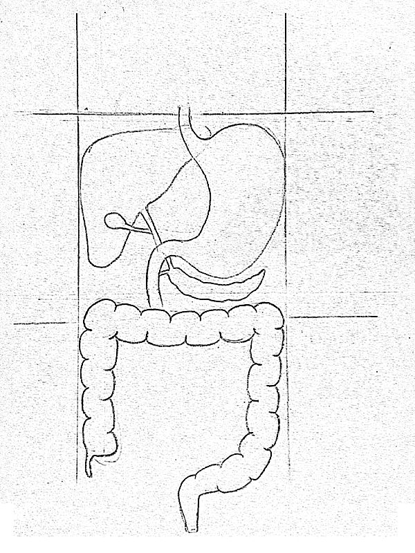 Step By Step Tutorials On Drawing Biology Diagrams 