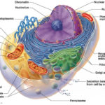 Animal Cell Features