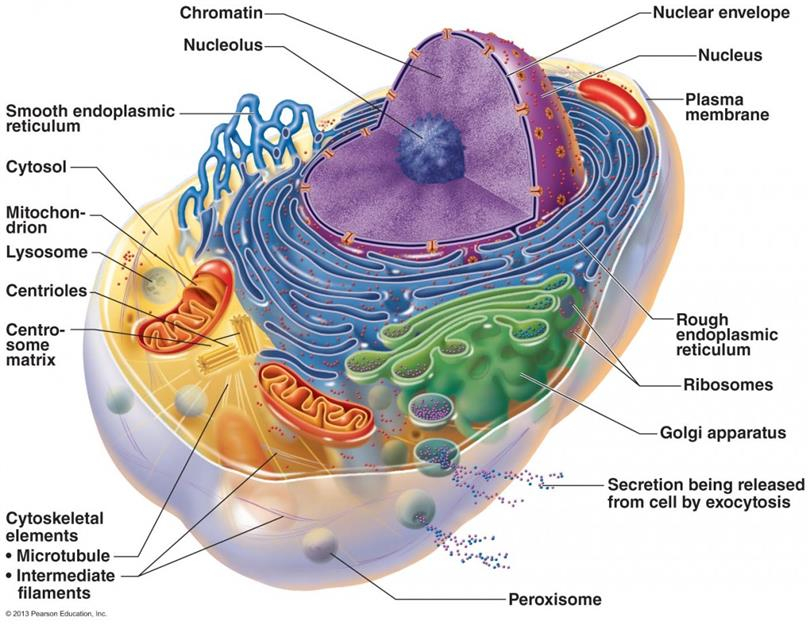 Animal Cell Features