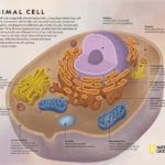 Animal Cell National Geographic Society