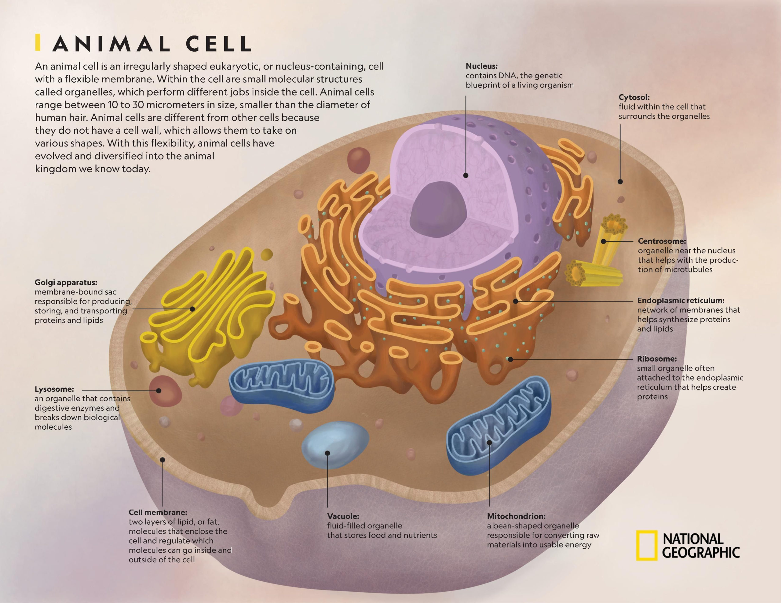 Animal Cell National Geographic Society