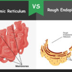 Difference Between Smooth And Rough Endoplasmic Reticulum Bio Differences