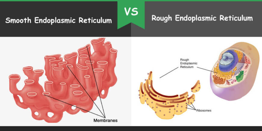 Difference Between Smooth And Rough Endoplasmic Reticulum Bio Differences