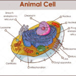 Picture Diagram Of A Animal Cell Animal Cell Anatomy Diagram