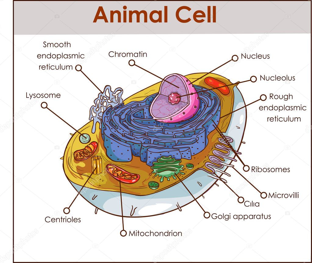 Picture Diagram Of A Animal Cell Animal Cell Anatomy Diagram 