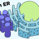 Smooth Endoplasmic Reticulum SER Structure Function Expii