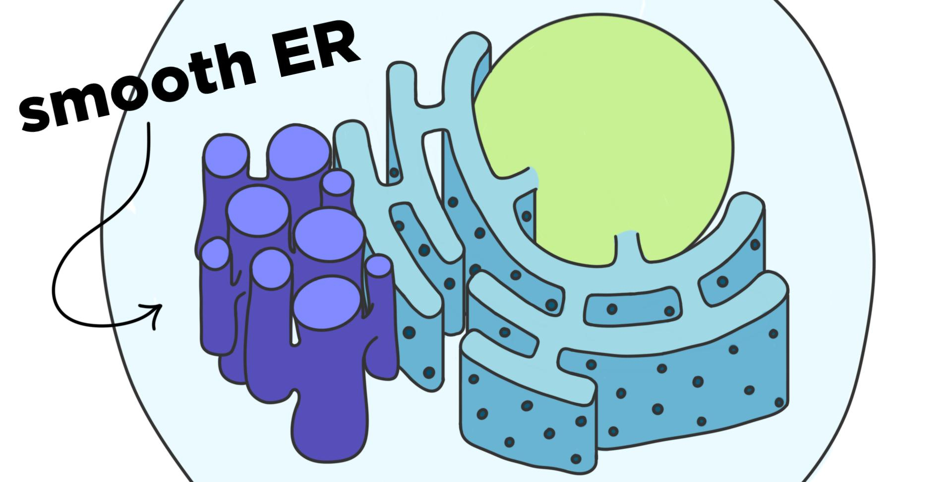 Smooth Endoplasmic Reticulum SER Structure Function Expii