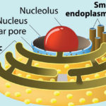 Endoplasmic Reticulum ER Definition Structure Functions And Diagram