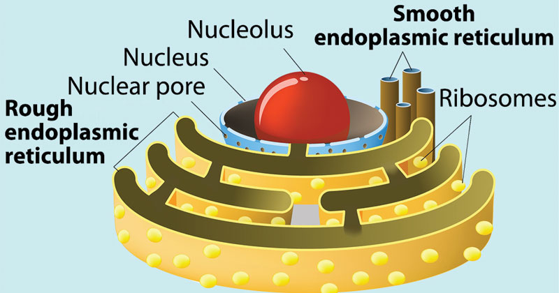 Endoplasmic Reticulum ER Definition Structure Functions And Diagram