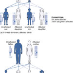 Patterns Of Inheritance Anatomy And Physiology