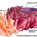 Ridiculous Rough ER How Does The Rough Endoplasmic Reticulum Benefit