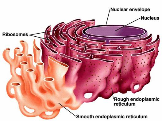 Ridiculous Rough ER How Does The Rough Endoplasmic Reticulum Benefit 