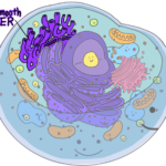 Rough Endoplasmic Reticulum Do In An Animal Cell Smooth Er And Rough