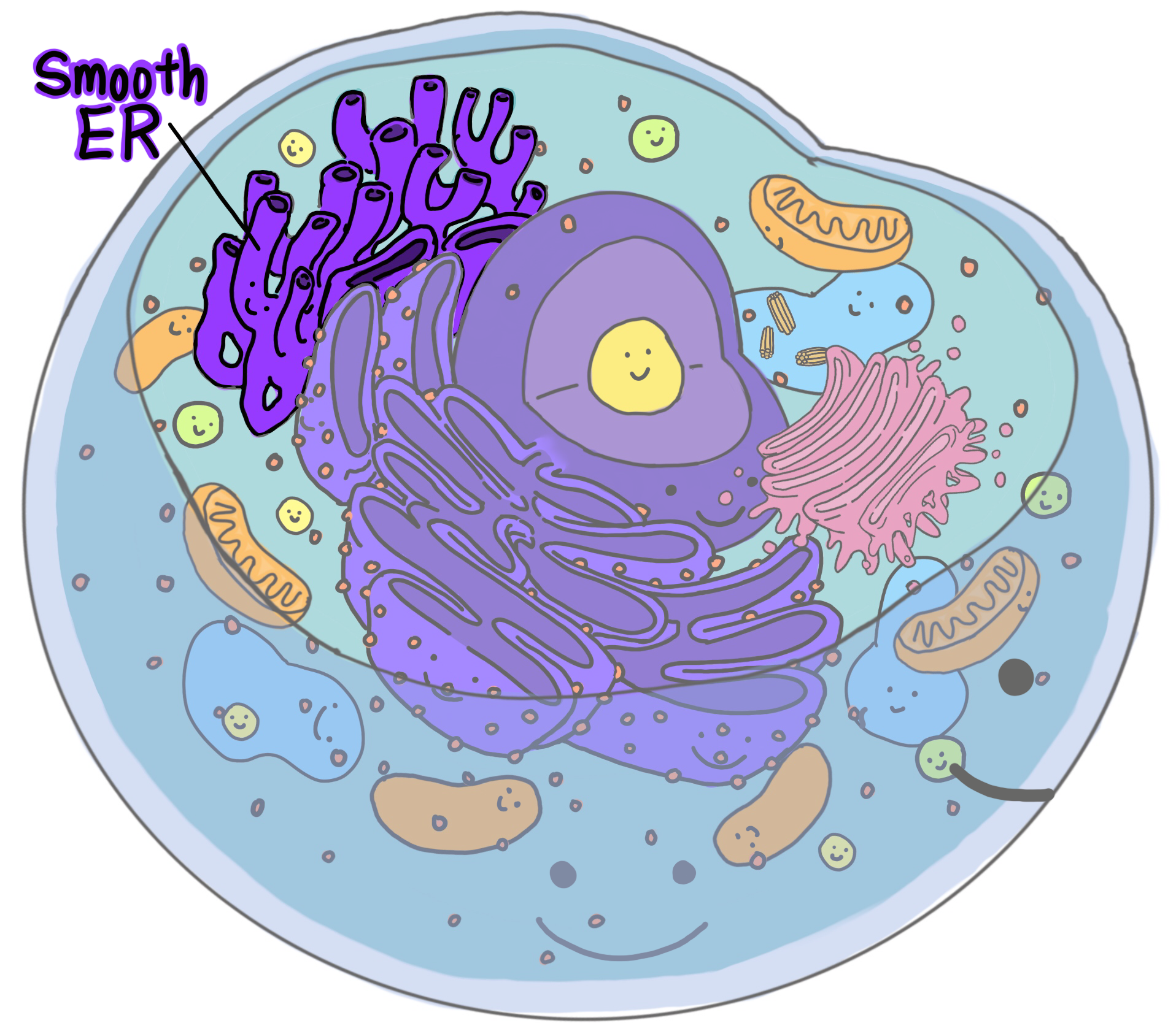 Rough Endoplasmic Reticulum Do In An Animal Cell Smooth Er And Rough 