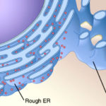 Smooth Endoplasmic Reticulum Structure Functions And Diagram