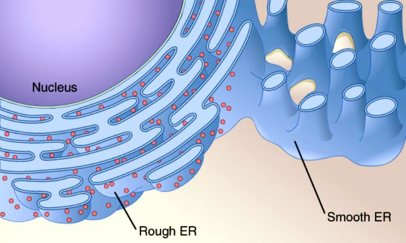 Smooth Endoplasmic Reticulum Structure Functions And Diagram 